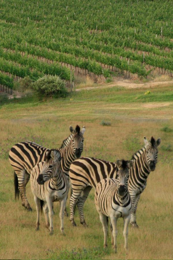 Wildlife Retreat On A Wine-Farm Villa Stellenbosch Exterior photo